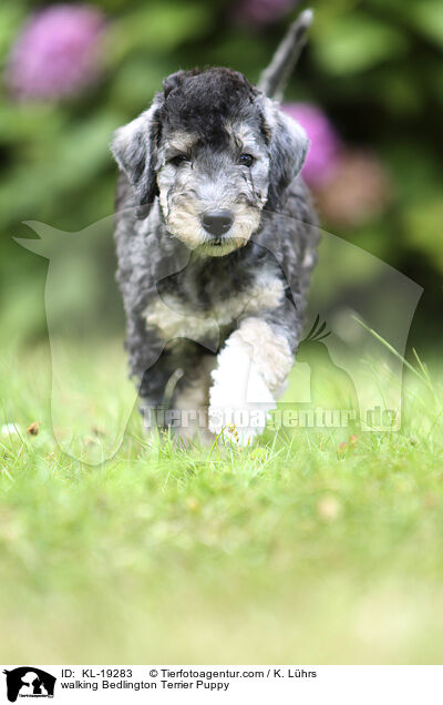 laufender Bedlington Terrier Welpe / walking Bedlington Terrier Puppy / KL-19283