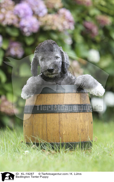 Bedlington Terrier Welpe / Bedlington Terrier Puppy / KL-19287