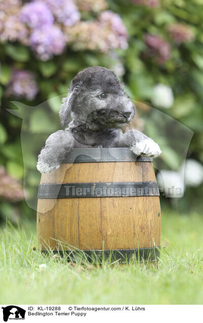 Bedlington Terrier Welpe / Bedlington Terrier Puppy / KL-19288