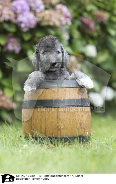 Bedlington Terrier Welpe / Bedlington Terrier Puppy / KL-19289