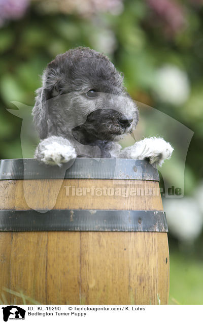 Bedlington Terrier Welpe / Bedlington Terrier Puppy / KL-19290