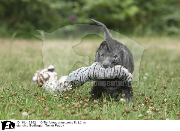 standing Bedlington Terrier Puppy / KL-19292