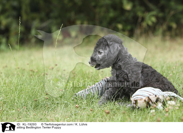 sitzender Bedlington Terrier Welpe / sitting Bedlington Terrier Puppy / KL-19293