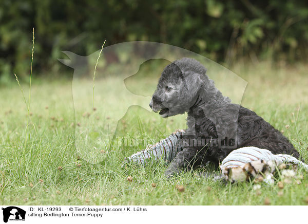 sitting Bedlington Terrier Puppy / KL-19293