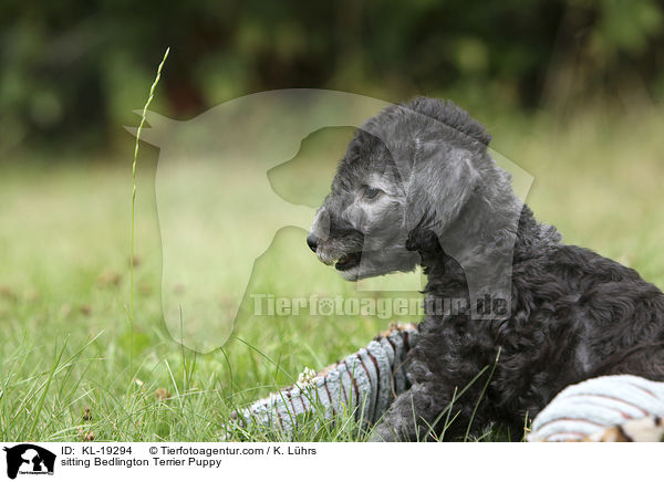 sitting Bedlington Terrier Puppy / KL-19294