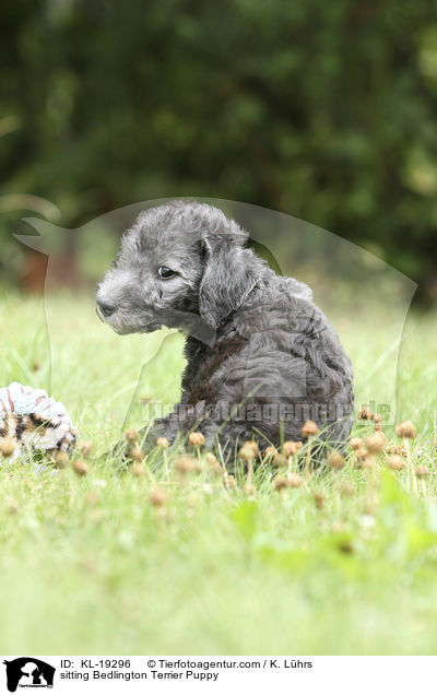 sitting Bedlington Terrier Puppy / KL-19296