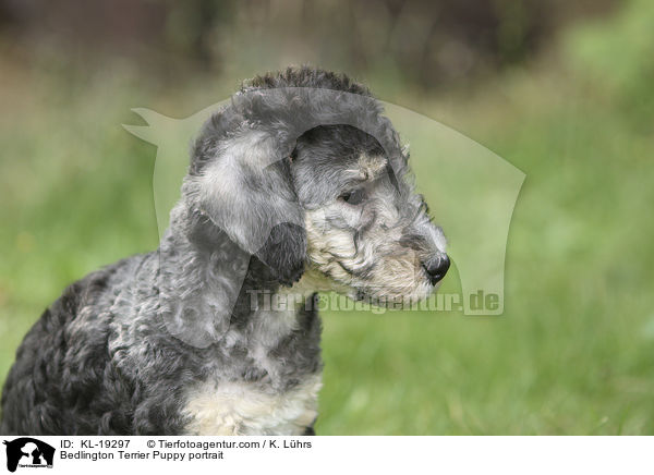 Bedlington Terrier Puppy portrait / KL-19297