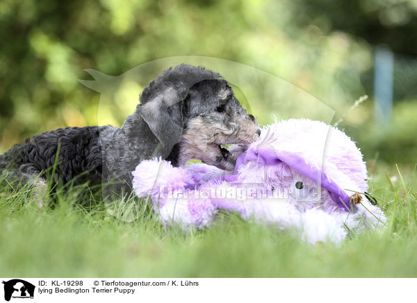 liegender Bedlington Terrier Welpe / lying Bedlington Terrier Puppy / KL-19298