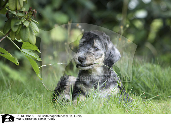lying Bedlington Terrier Puppy / KL-19299