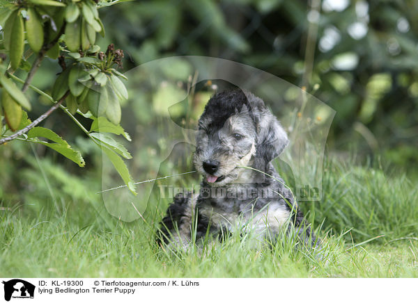lying Bedlington Terrier Puppy / KL-19300