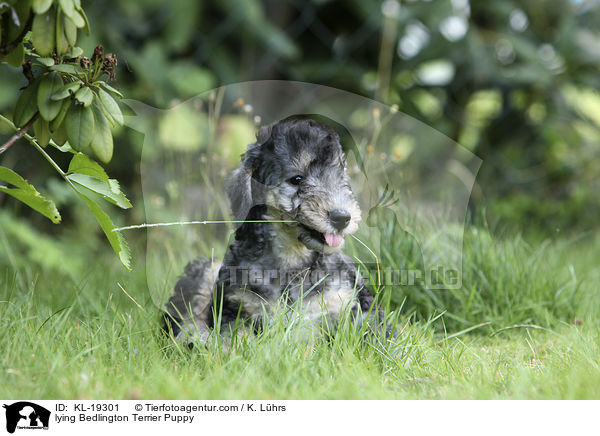 liegender Bedlington Terrier Welpe / lying Bedlington Terrier Puppy / KL-19301