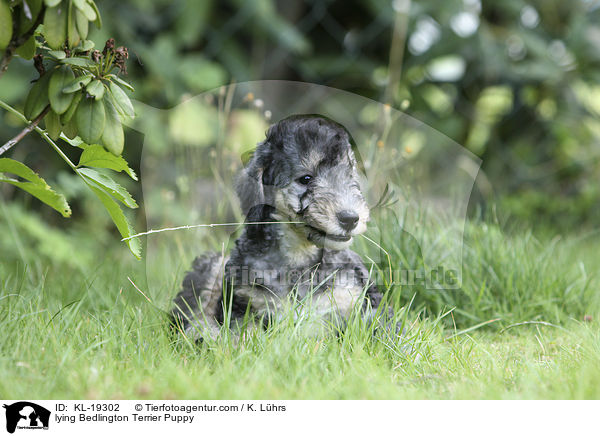 lying Bedlington Terrier Puppy / KL-19302