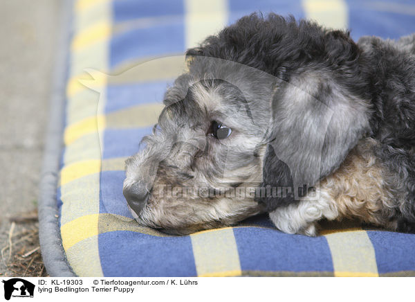 lying Bedlington Terrier Puppy / KL-19303
