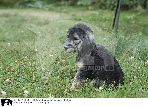 sitzender Bedlington Terrier Welpe / sitting Bedlington Terrier Puppy / KL-19305