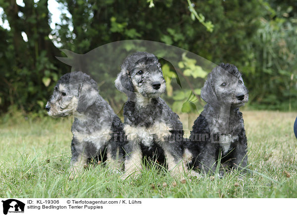 sitting Bedlington Terrier Puppies / KL-19306