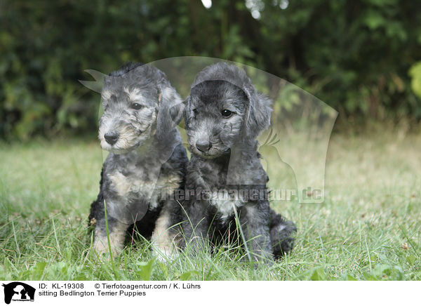 sitzende Bedlington Terrier Welpen / sitting Bedlington Terrier Puppies / KL-19308