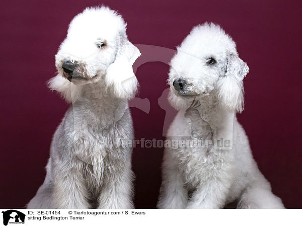 sitzende Bedlington Terrier / sitting Bedlington Terrier / SE-01454