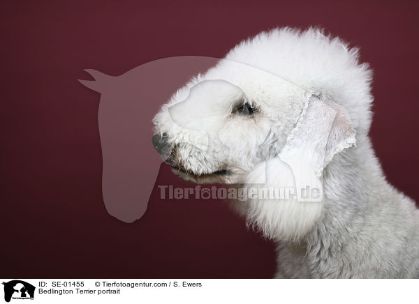 Bedlington Terrier portrait / SE-01455