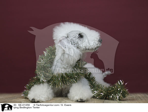liegender Bedlington Terrier / lying Bedlington Terrier / SE-01456