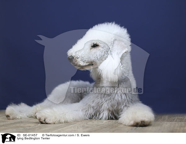 liegender Bedlington Terrier / lying Bedlington Terrier / SE-01457