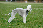 standing Badlington Terrier