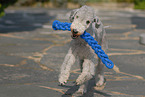 playing Bedlington Terrier