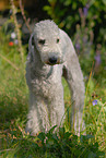 Bedlington Terrier