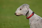 Bedlington Terrier Portrait