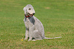 sitting Bedlington Terrier