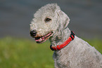 Bedlington Terrier Portrait