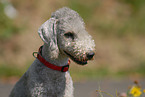 Bedlington Terrier Portrait