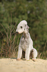 sitting Bedlington Terrier