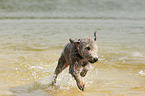 running Bedlington Terrier