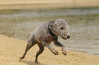 running Bedlington Terrier