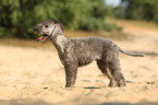 standing Bedlington Terrier