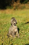 Bedlington Terrier Puppy