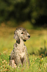 Bedlington Terrier Puppy