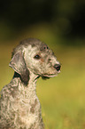 Bedlington Terrier Puppy