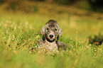 Bedlington Terrier Puppy