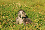 Bedlington Terrier Puppy