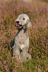 sitting Bedlington Terrier