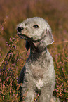 Bedlington Terrier Portrait