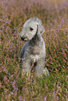 sitting Bedlington Terrier