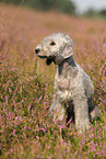 sitting Bedlington Terrier