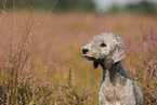 Bedlington Terrier Portrait