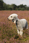 standing Bedlington Terrier