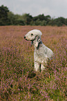 sitting Bedlington Terrier