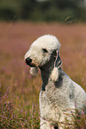 Bedlington Terrier Portrait