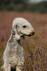 Bedlington Terrier Portrait