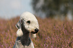 Bedlington Terrier Portrait